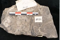 Foto (Detailansicht) von Caulinites otagoicus Ettingshausen (NHMW-GEO-2024-0188-10118)